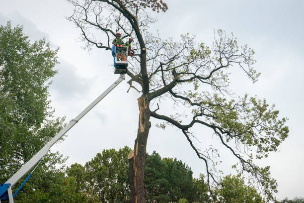 How Our Tree Care Process Works  in  Seabrook Farms, NJ