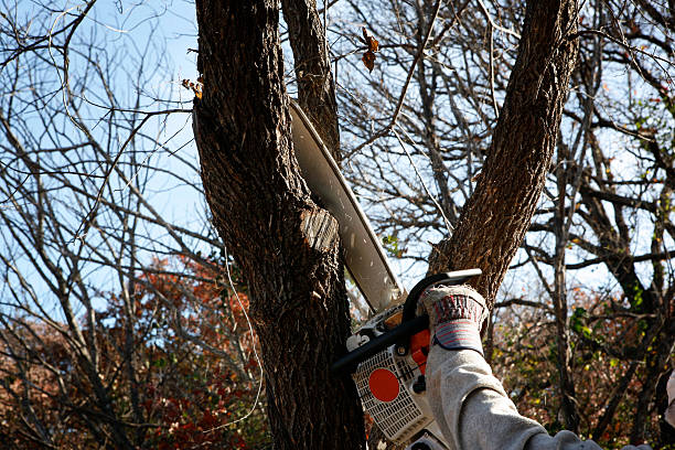 Best Emergency Tree Removal  in Seabrook Farms, NJ