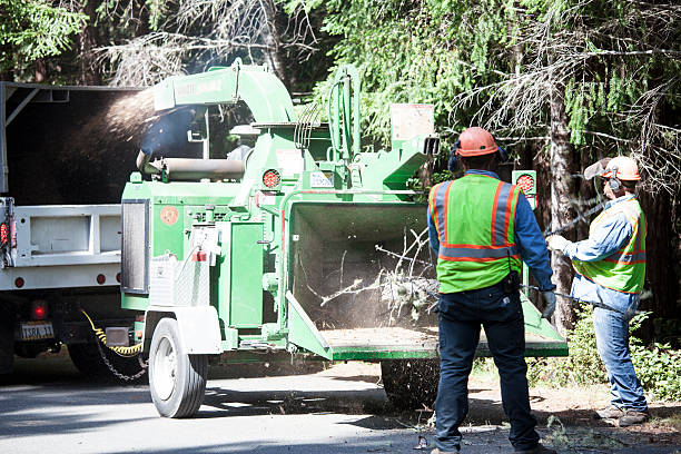 Professional Tree Care in Seabrook Farms, NJ