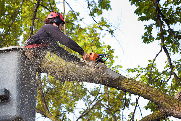 Trusted Seabrook Farms, NJ Tree Care Experts