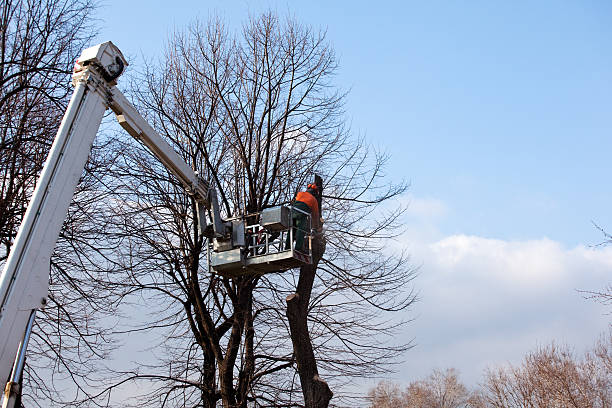 Best Tree Disease Treatment  in Seabrook Farms, NJ