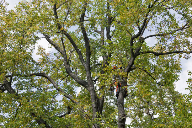 Best Arborist Consultation Services  in Seabrook Farms, NJ